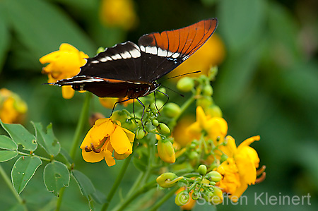 208 Schokoladenfalter - Siproeta epaphus